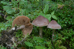 Cortinarius orasericeus