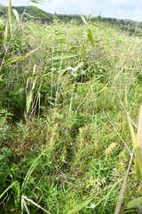 Ostericum maximowiczii