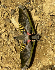Adhemarius sexoculata