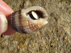 Nassarius margaritifer