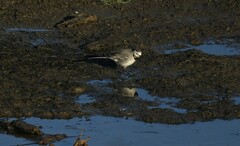 Motacilla alba alba