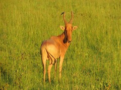 Alcelaphus buselaphus lelwel