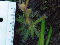 Drosera zeyheri
