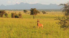 Alcelaphus buselaphus lelwel