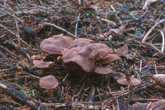 Cortinarius glandicolor