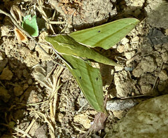 Xylophanes virescens