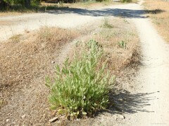 Achillea filipendulina