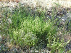 Andryala integrifolia