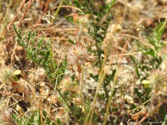 Trifolium hirtum