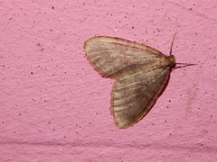 Operophtera