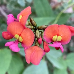 Kennedia coccinea
