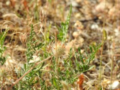 Trifolium hirtum