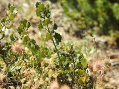 Leontodon longirostris