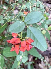 Kennedia coccinea