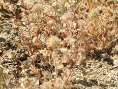 Trifolium cherleri