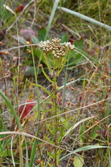 Achillea ptarmicoides