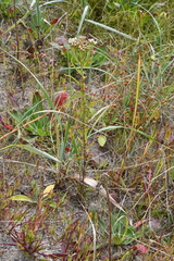 Achillea ptarmicoides