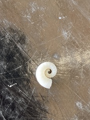 Spirula spirula