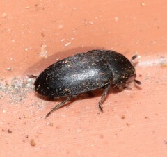 Dermestes