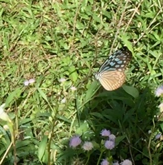 Ideopsis similis persimilis