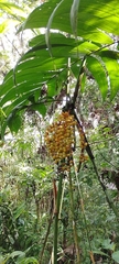 Chamaedorea pinnatifrons