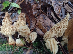 Morchella gracilis