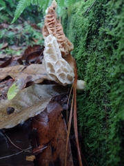 Morchella gracilis