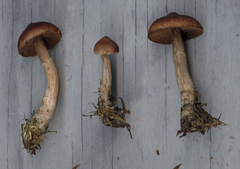 Cortinarius glandicolor