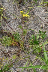 Potentilla chinensis