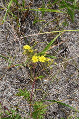 Potentilla chinensis