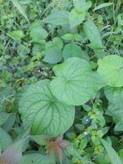 Piper umbellatum