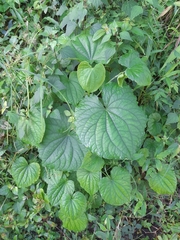Piper umbellatum