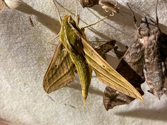 Xylophanes virescens