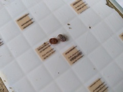 Rhipicephalus sanguineus