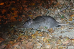 Rattus norvegicus