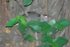 Rattus norvegicus