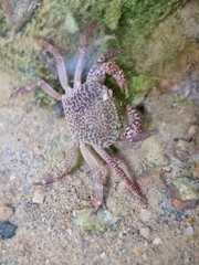 Parathelphusa reticulata