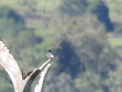 Tachycineta albiventer