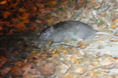 Rattus norvegicus