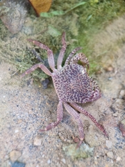 Parathelphusa reticulata