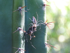 Peucetia rubrolineata