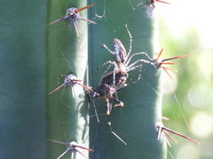 Peucetia rubrolineata