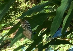 Ideopsis similis persimilis