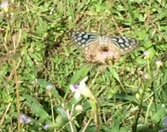Ideopsis similis persimilis
