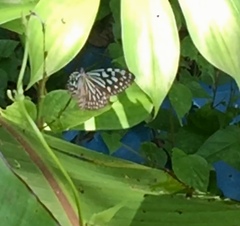 Ideopsis similis persimilis