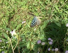 Ideopsis similis persimilis