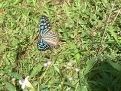 Ideopsis similis persimilis