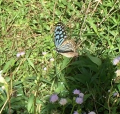 Ideopsis similis persimilis