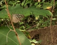 Ideopsis similis persimilis