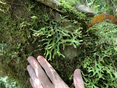 Lobariaceae